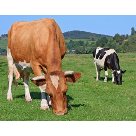 Graszaad Field Star BG 3 15kg - Afbeelding 2